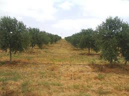 Vente Surfaces - Tunisie