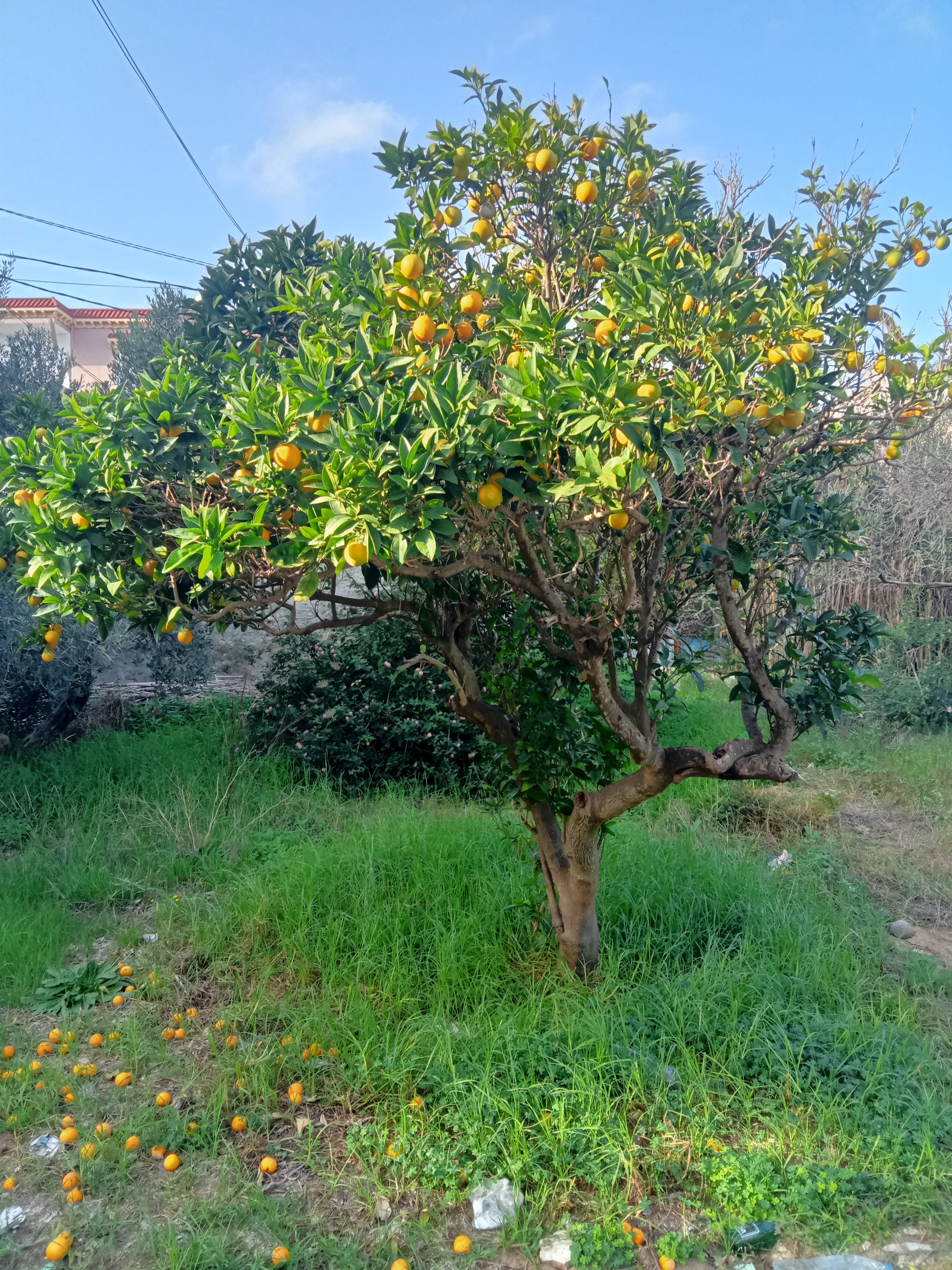 Bizerte Nord Bizerte Vente Appart. 1 pice Terrain avec autorisation