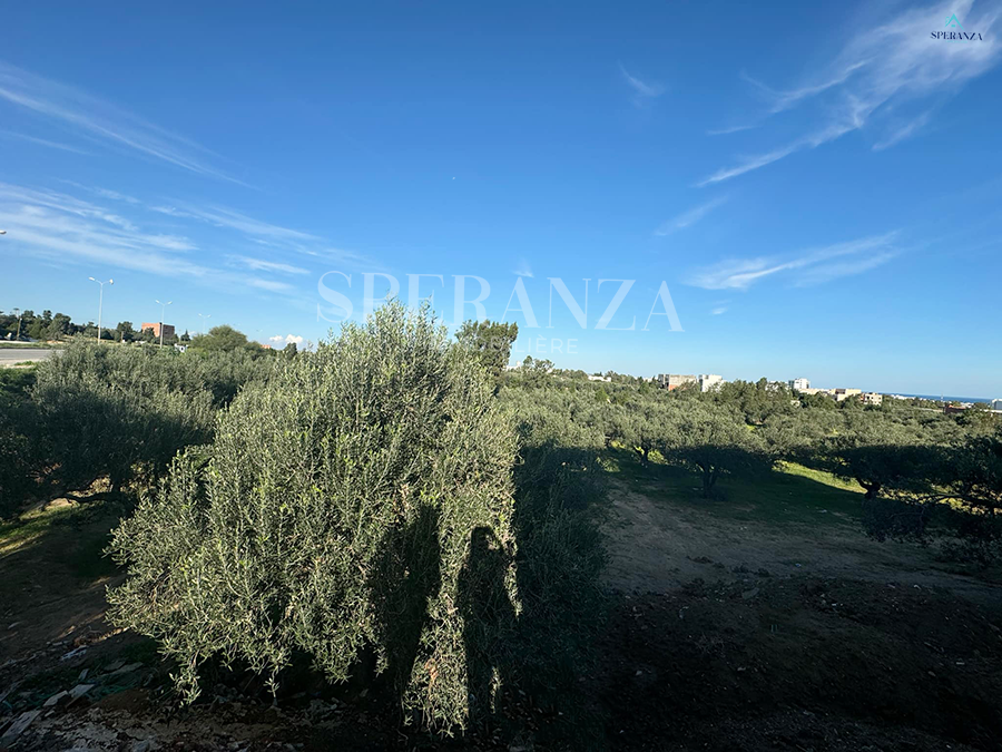 Hammamet Hammamet Vente Surfaces Terrain alicia