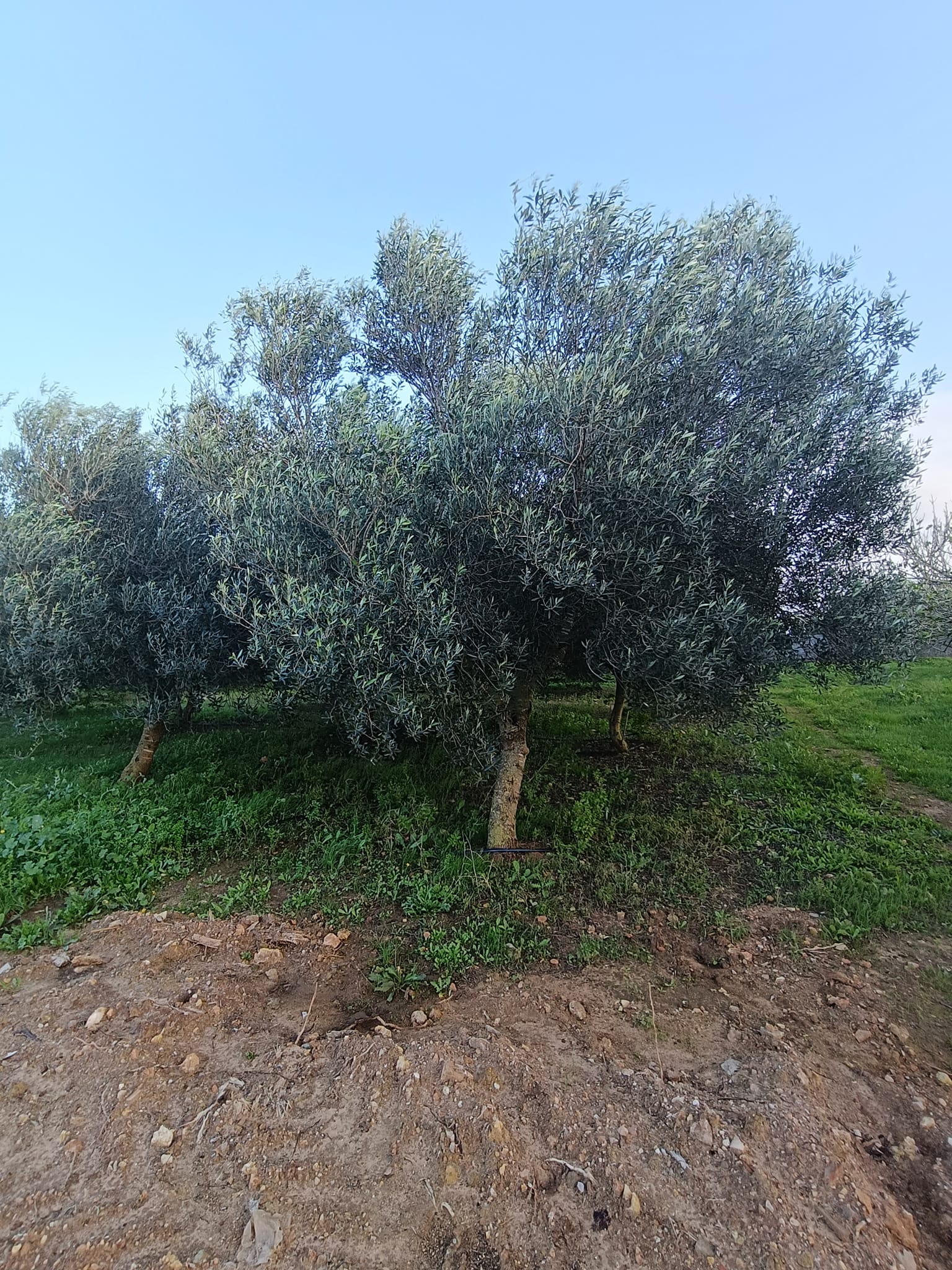 El Haouaria El Haouaria Vente Appart. 4 pices Une ferme a el haouaria