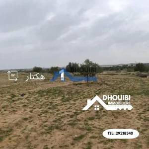 Vente Surfaces - Tunisie