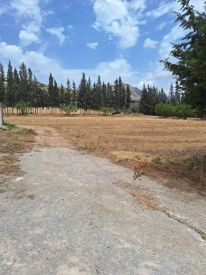 Vente Surfaces - Tunisie