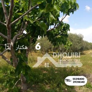 Kairouan Sud El Makhsouma Vente Appart. 1 pice  6   ref188a