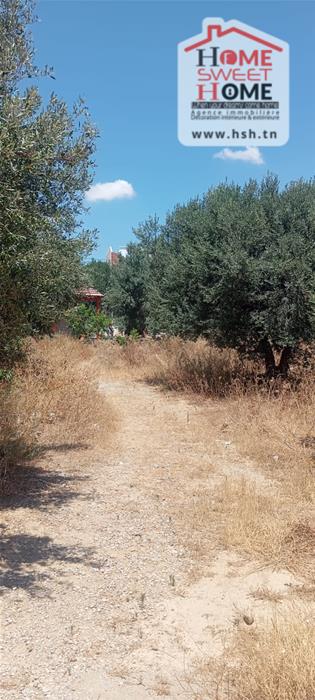 Zaghouan Zaghouan Vente Surfaces Terrain villa rama   zaghouan