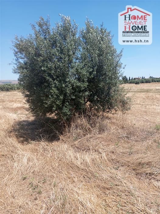 Beja Nord&nbsp;Beja&nbsp;Vente&nbsp;Surfaces&nbsp;Terrain agricole olivia � b�ja