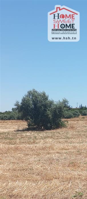 Vente Surfaces - Tunisie