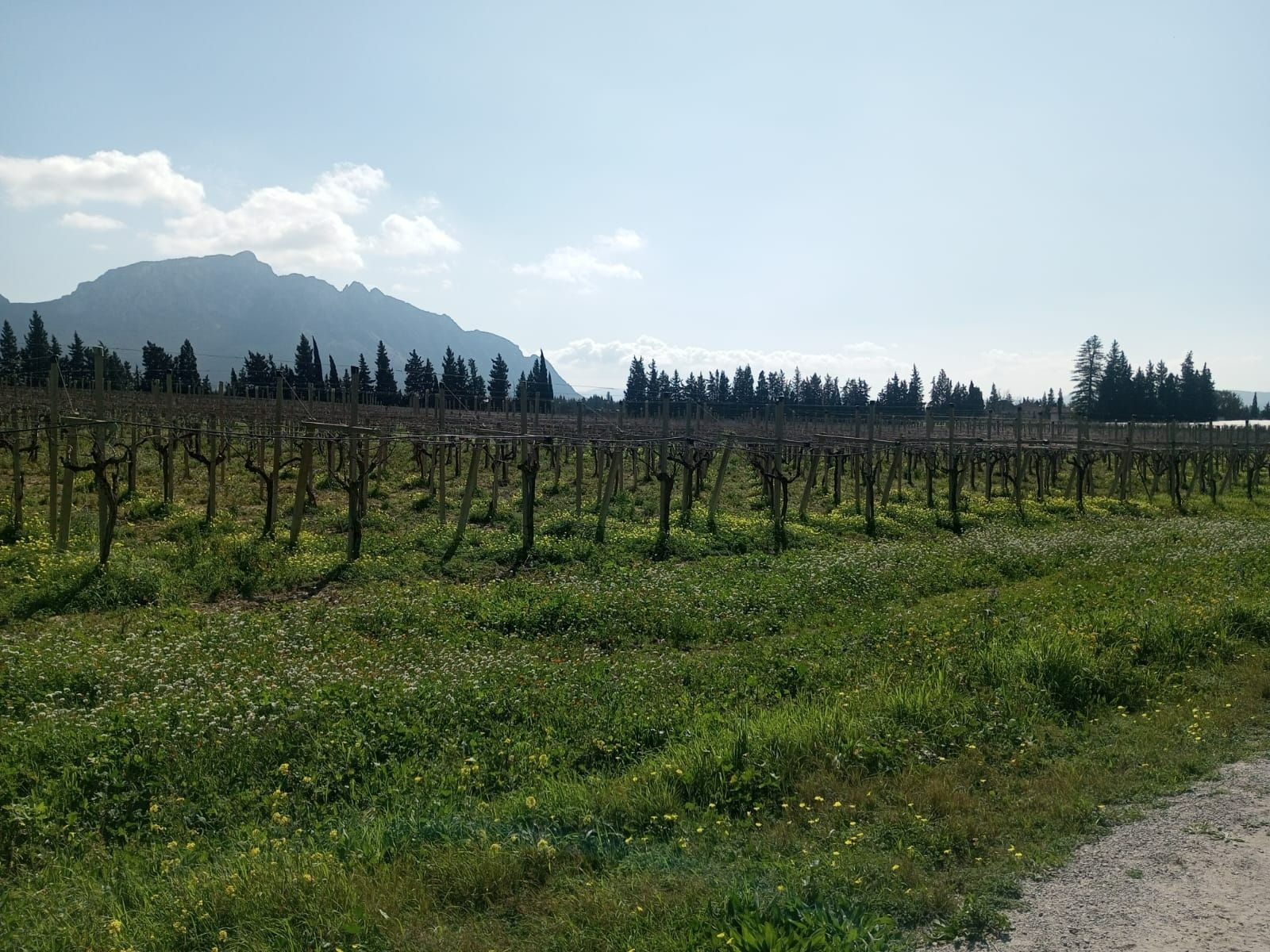 Mornag Ahmed Zaied Vente Autre Terrain 2 hectars ben arous mornag