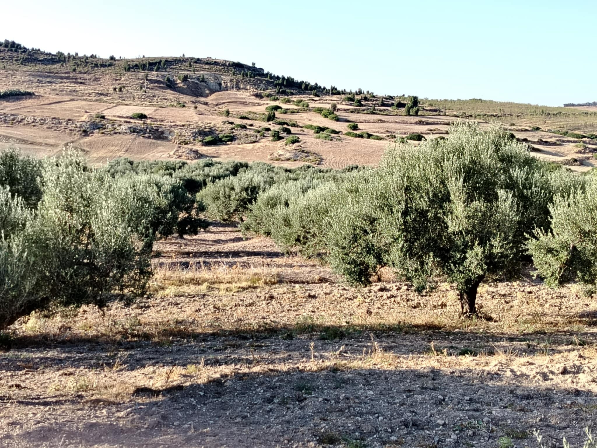 Mornag Khelidia Vente Autre Firma agricole