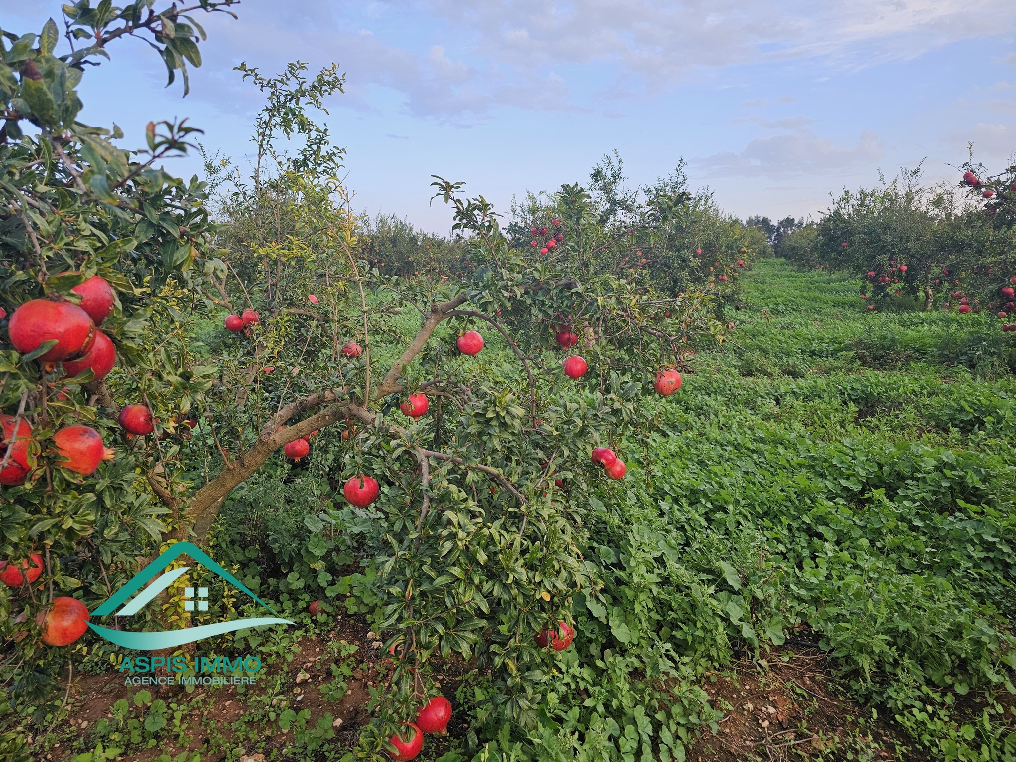 Menzel Temime Lebna Vente Surfaces Vt141 ferme 10 hectares sur la route  libna