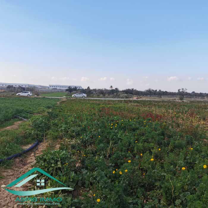 Menzel Temime Menzel Temime Vente Surfaces Vt790 terrain agricole 5966 m2  menzel temim