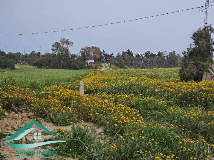 El Haouaria El Haouaria Vente Surfaces Vt896 terrain agricole 5 hectares  hawaria