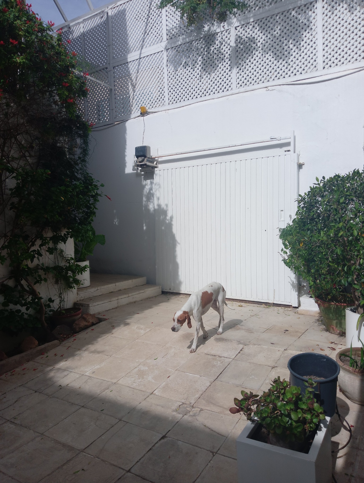 Le Bardo Le Bardo Vente Maisons Belle villa  saisir