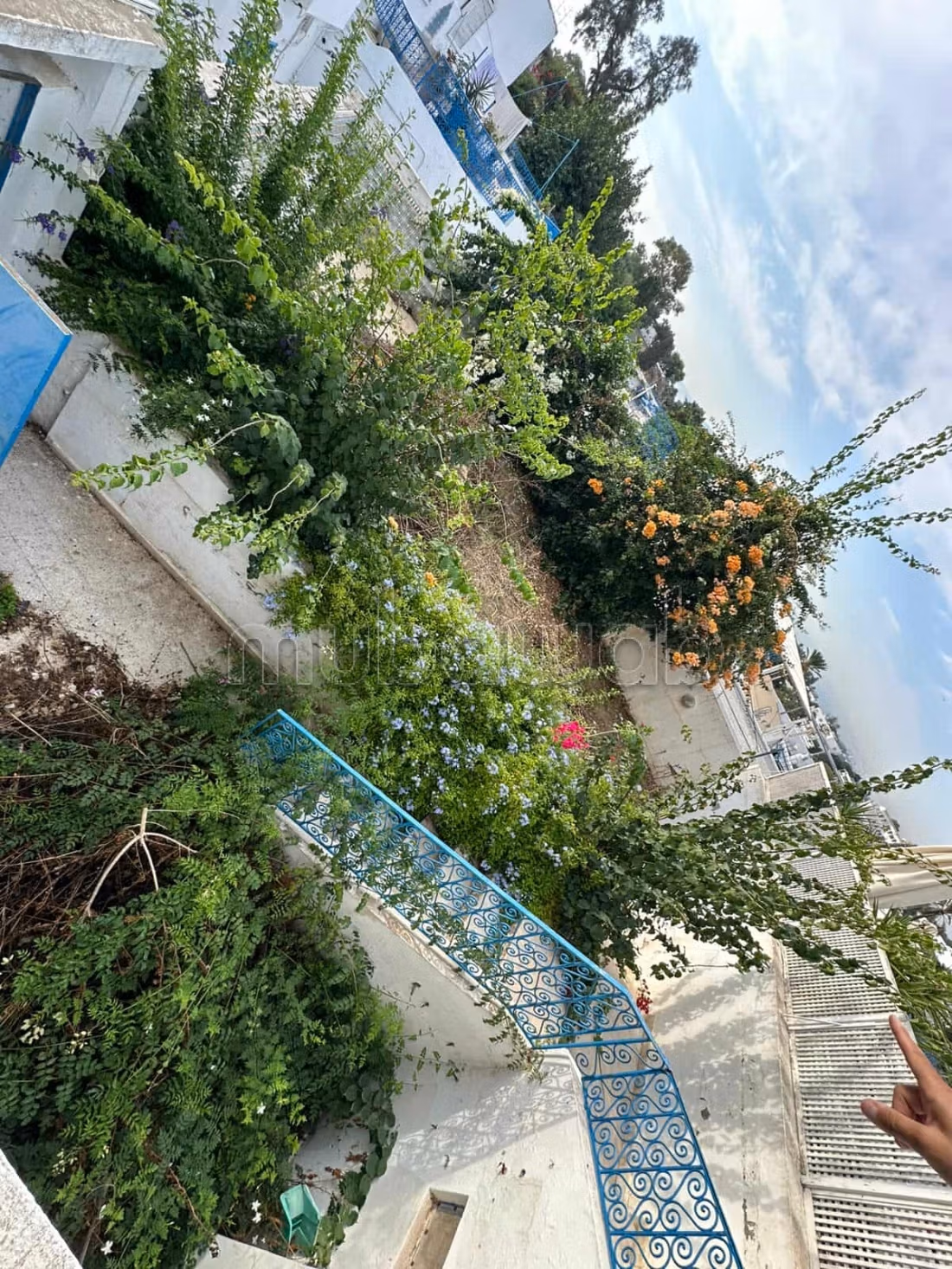 Carthage Sidi Bousaid Vente Maisons Duplex titr avec jardin  rnover  sidi bou sad