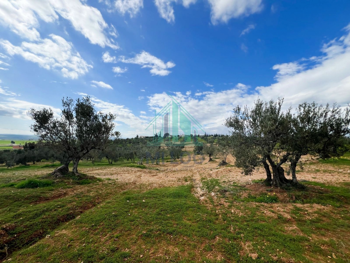 Tebourba Tebourba Vente Autre Ferme olicole de 16 hectares