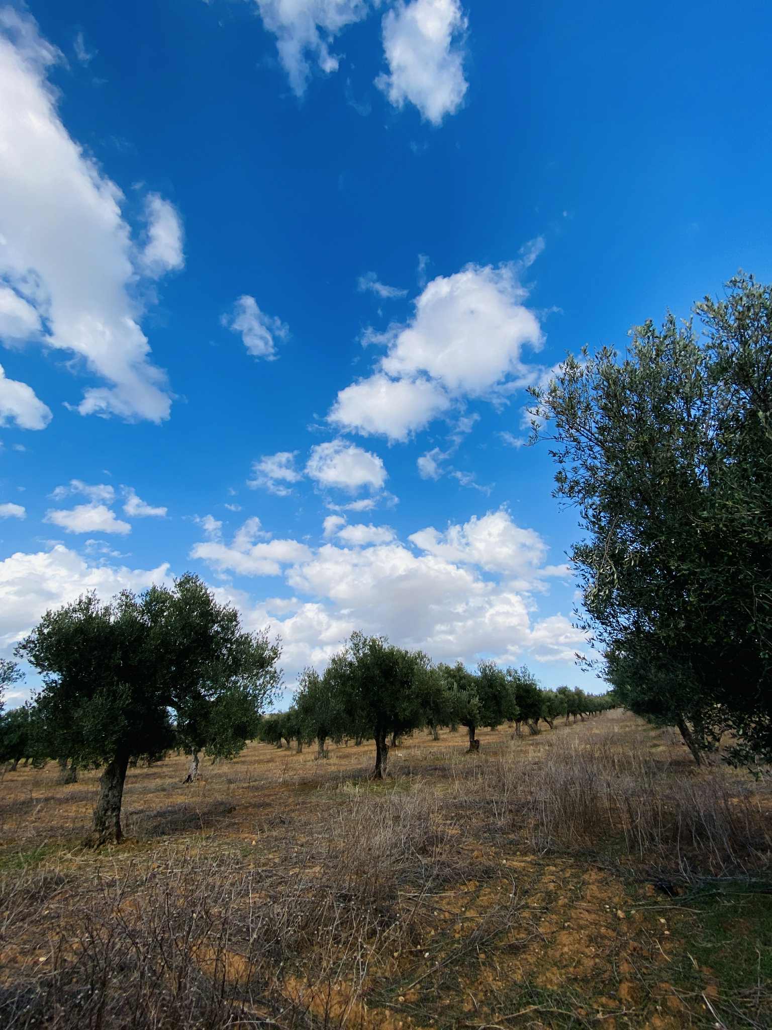 Oued Ellil&nbsp;Oued Ellil&nbsp;Vente&nbsp;Surfaces&nbsp;Terrain agricole � bjeoua oued ellil manouba