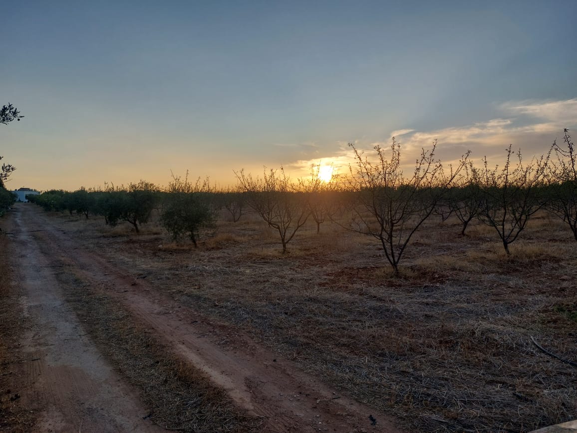 Vente Surfaces - Tunisie