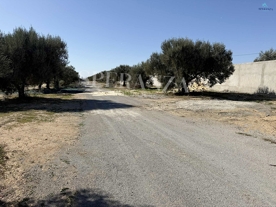 Hammamet Hammamet Vente Surfaces Terrain abie