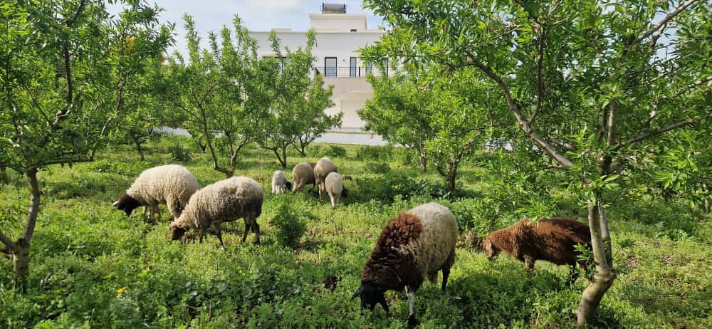 El Alia&nbsp;El Alia&nbsp;Vente&nbsp;Maisons&nbsp;Maison de 360 m au coeur d'une ferme de 3 hectares