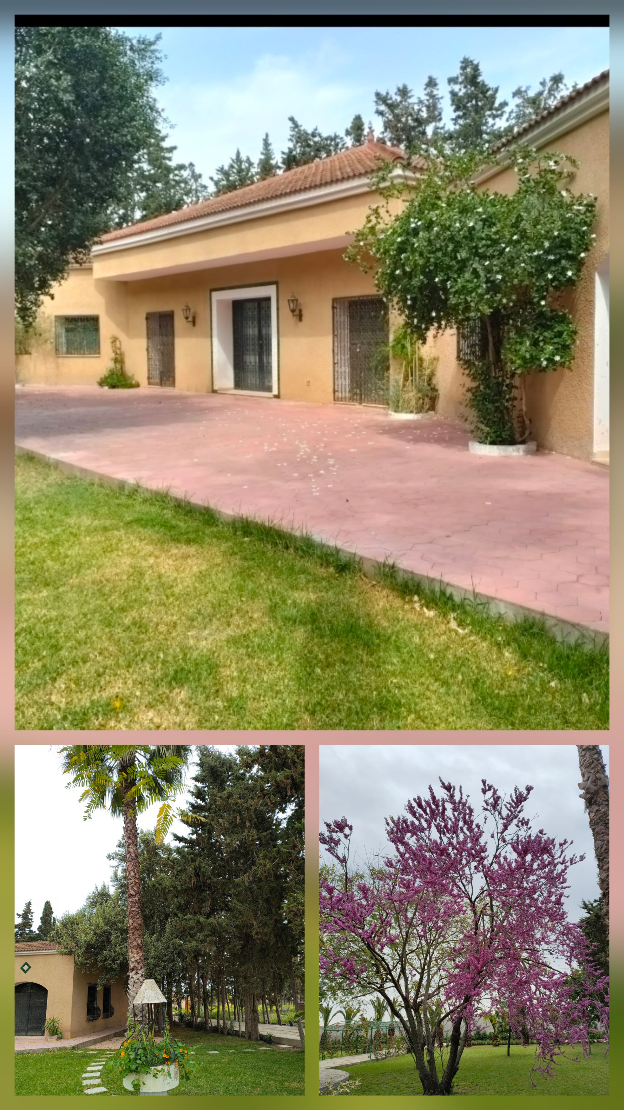 Soliman El Marja Vente Surfaces Ferme de charme