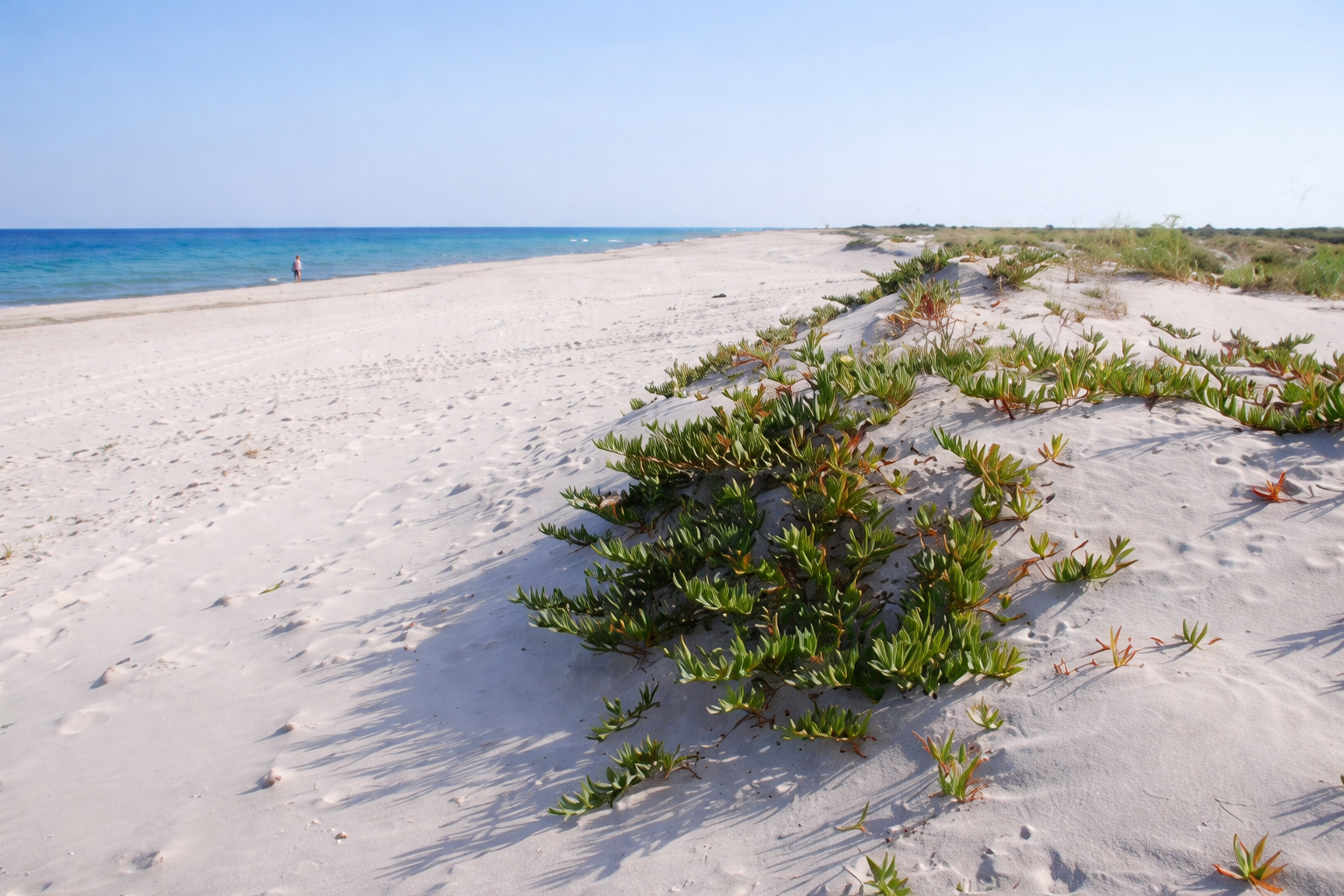 Vente Surfaces - Tunisie