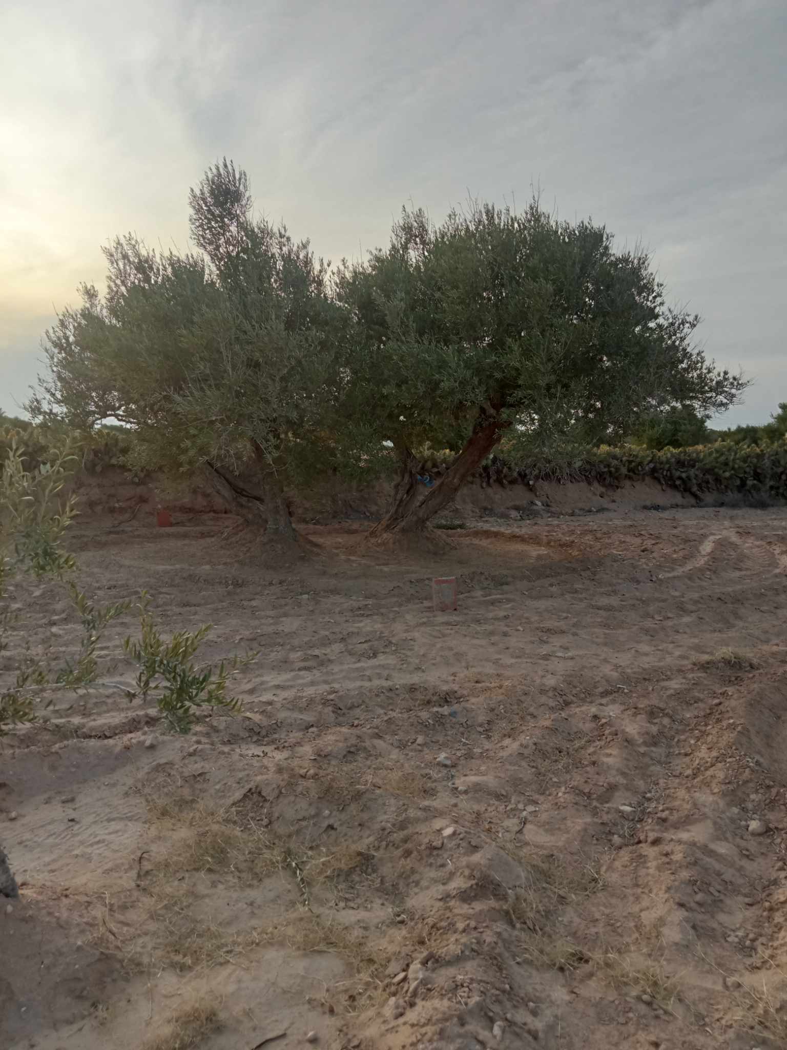 Vente&nbsp;Autre - Tunisie